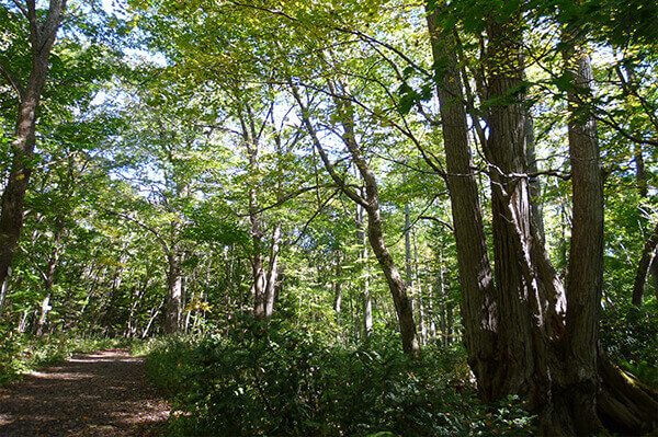 道立自然公園野幌森林公園