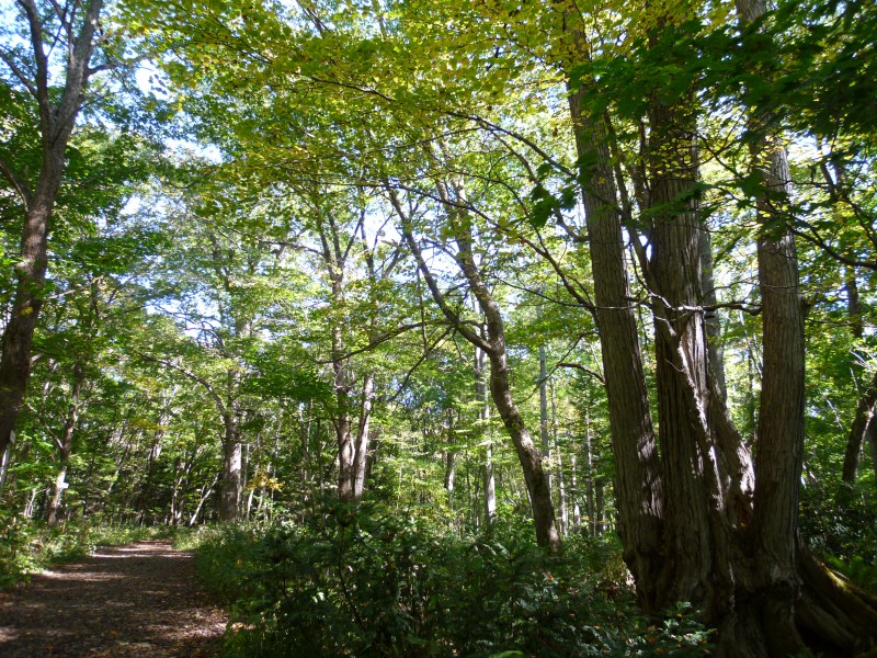 北海道立自然公園野幌森林公園