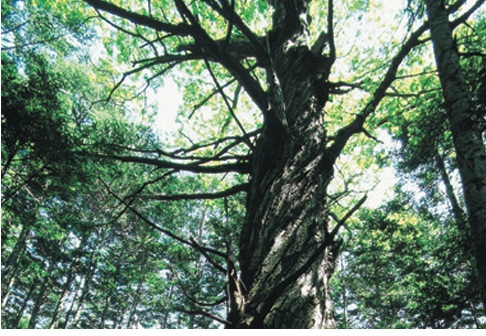 北海道立自然公園野幌森林公園
