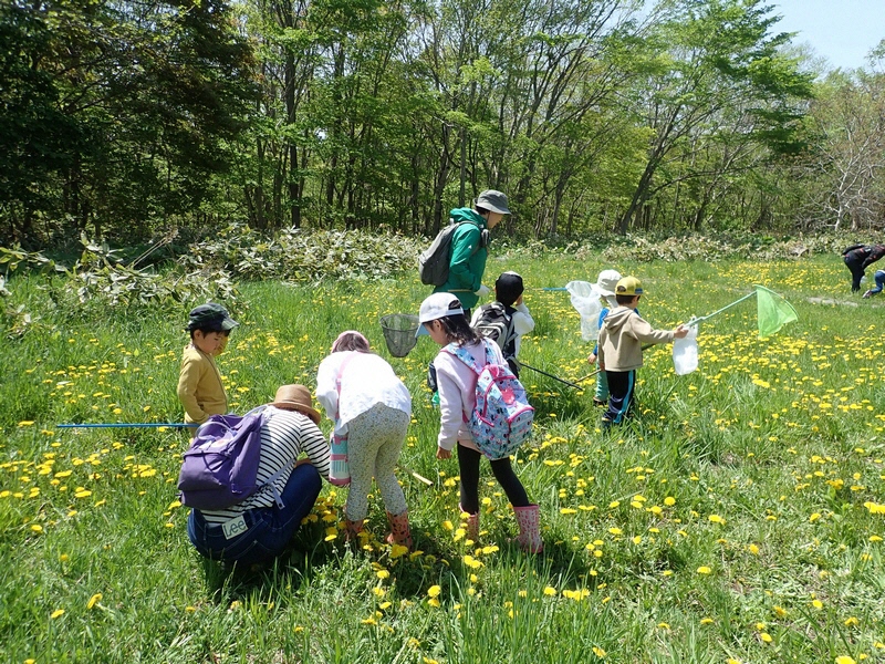 もりをたんけん!あそぼう!「バッタ・セミを見つけよう」