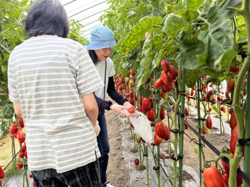江別野菜満喫体験ツアー