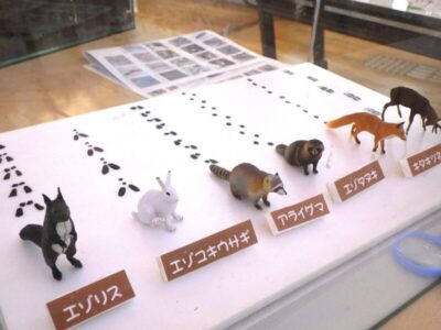 体験型展示「わくわく！いきもの冬まつり」