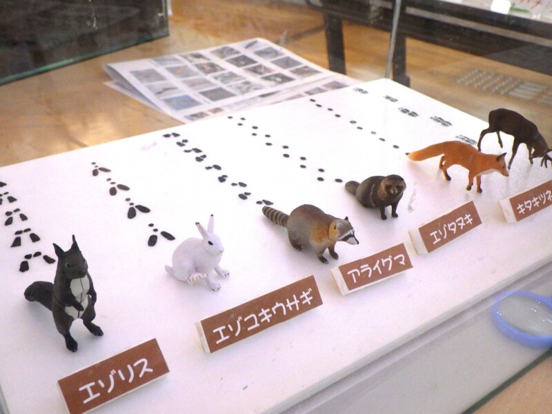 体験型展示「わくわく！いきもの冬まつり」